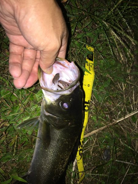 小さいながらもやっと１本